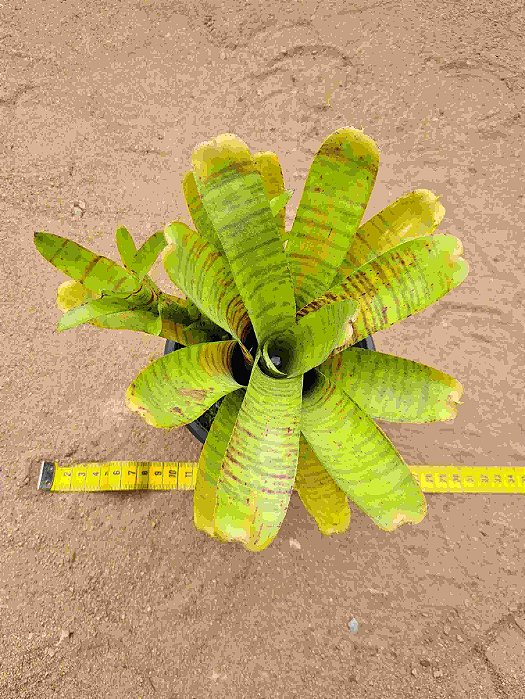Bromelia neoregelia ampullacea var. tigrina