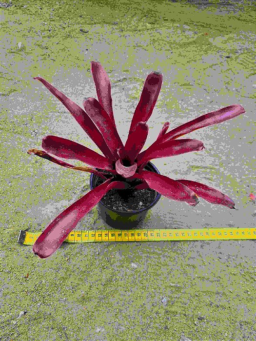 Bromelia neoregelia fire ball