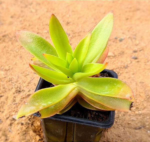 Crassula capitella campfire