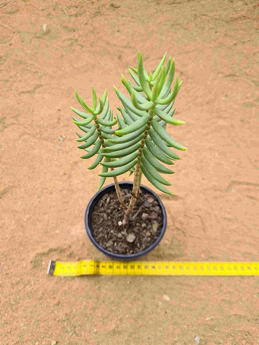 Crassula tetragona
