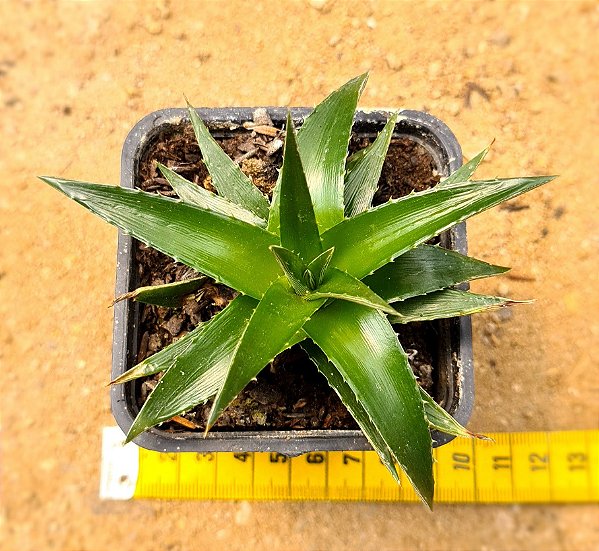 Dyckia brevifolia