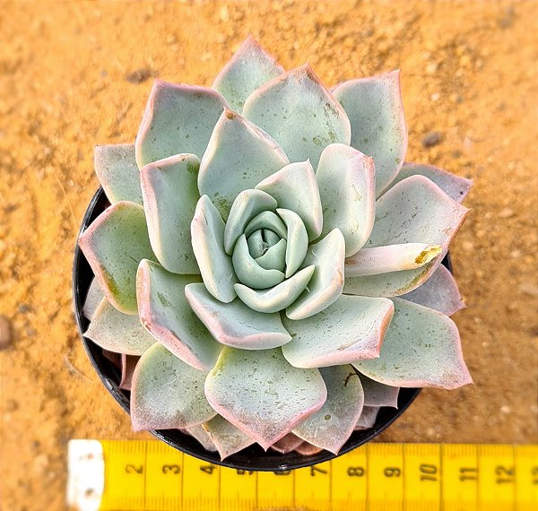 Echeveria lauii x silhouette