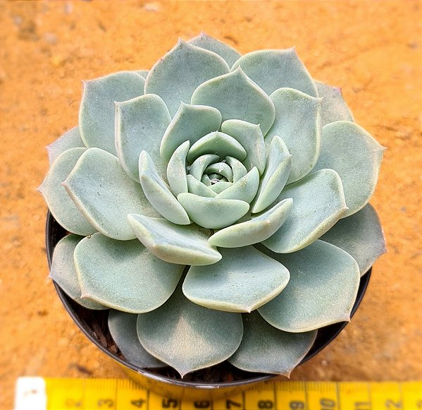 Echeveria lauii x silhouette