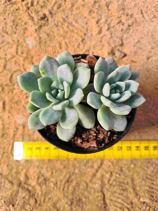 Echeveria Aurora blue