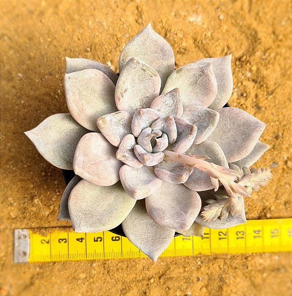 Echeveria Beverly