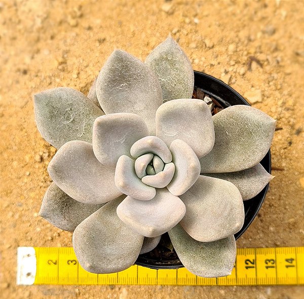 Echeveria Beverly