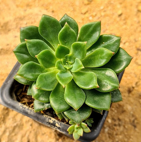 Echeveria Green emerald
