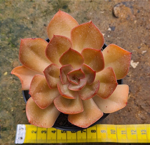 Echeveria lilleia