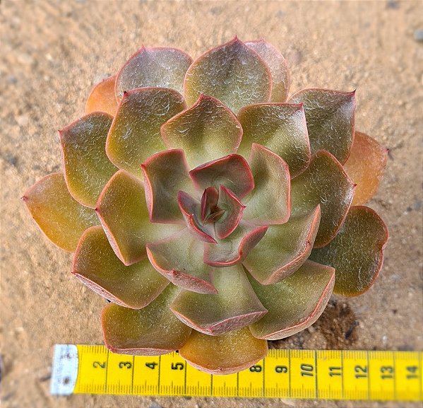 Echeveria lilleia