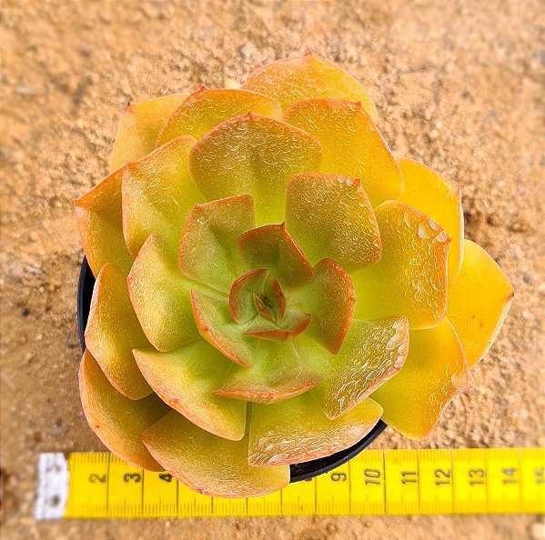 Echeveria lilleia