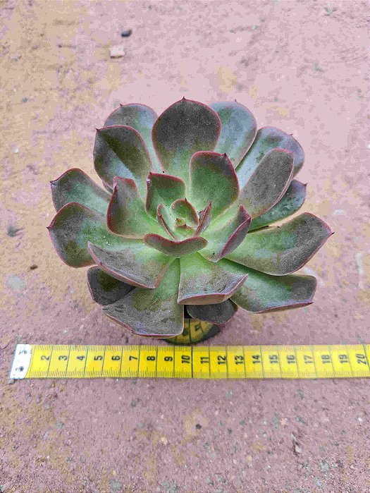 Echeveria lilleia