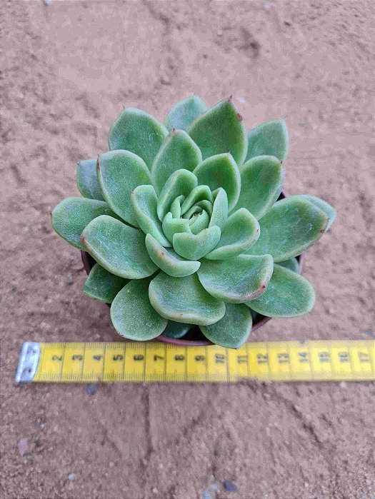 Echeveria nanacan