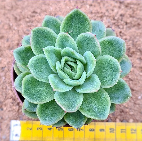 Echeveria nanacan