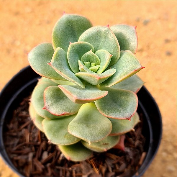 Echeveria nicksana