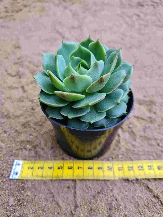 Echeveria ramillete