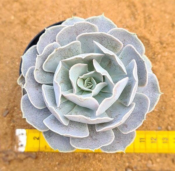Echeveria runyonii san carlos