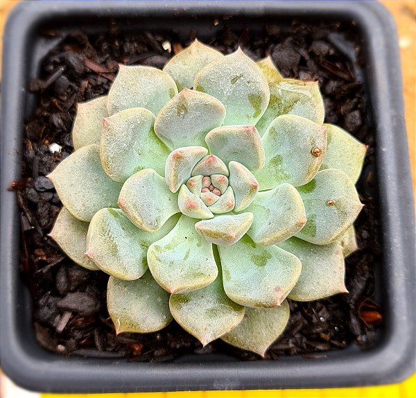 Echeveria Tinkerbell
