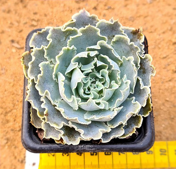 Echeveria shaviana