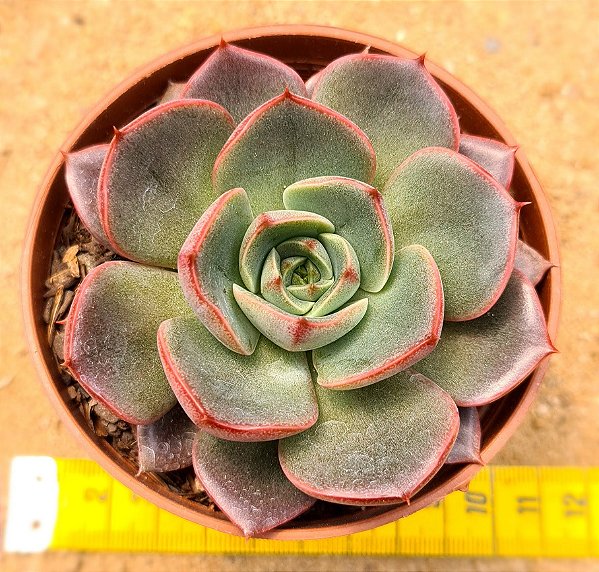 Echeveria Zoe