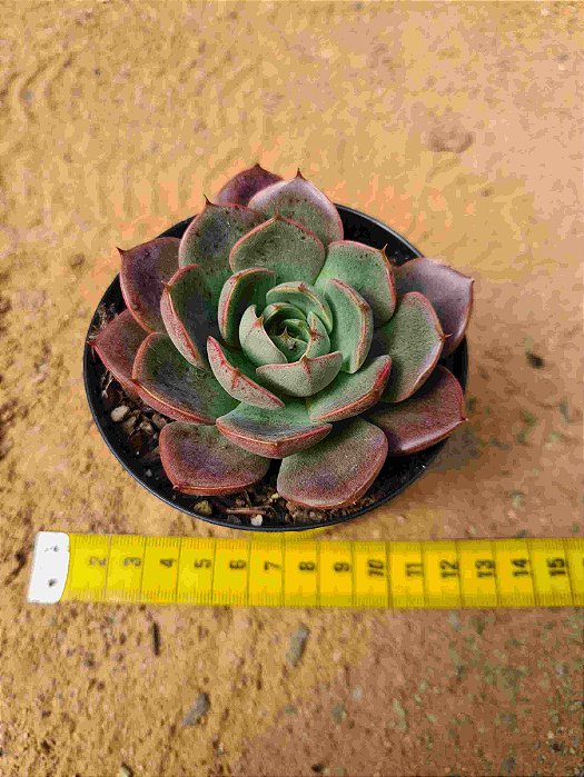 Echeveria Zoe