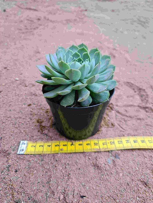 Echeveria Zucha