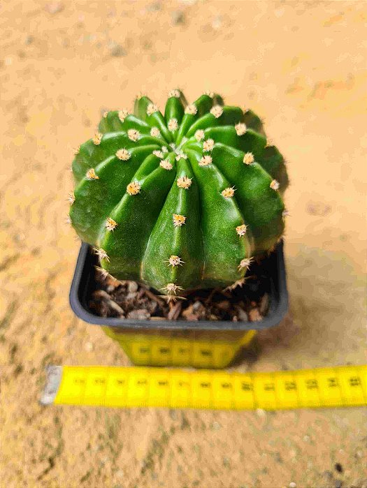 Echinopsis multiplex ou oxygona
