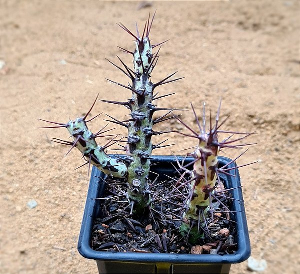 Euphorbia aeruginosa
