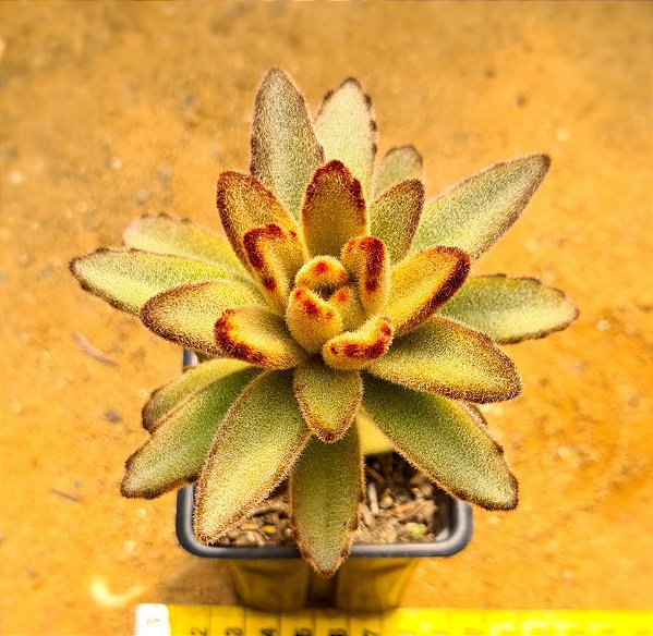 Kalanchoe tomentosa chocolate soldier