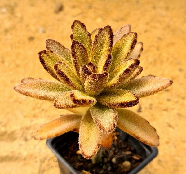 Kalanchoe tomentosa chocolate soldier