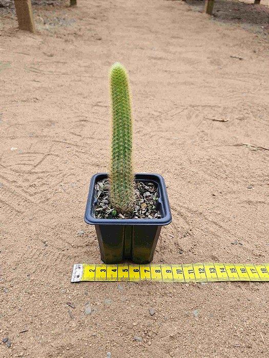 Cleistocactus winteri