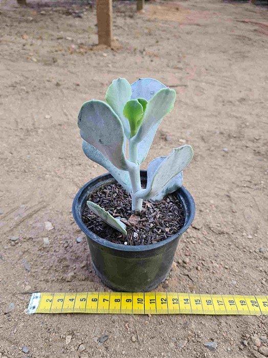 Cotyledon orbiculata
