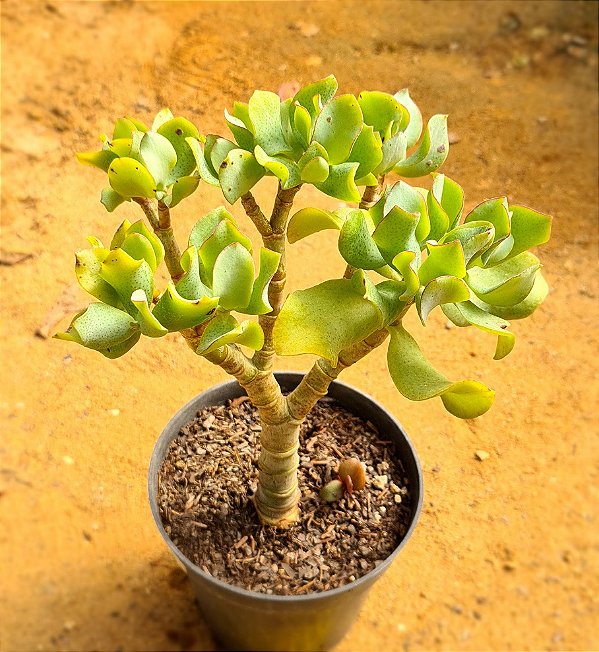 Crassula arborescens undulatifolia