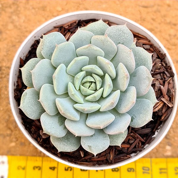 Echeveria Clara