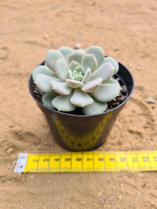 Echeveria Clara