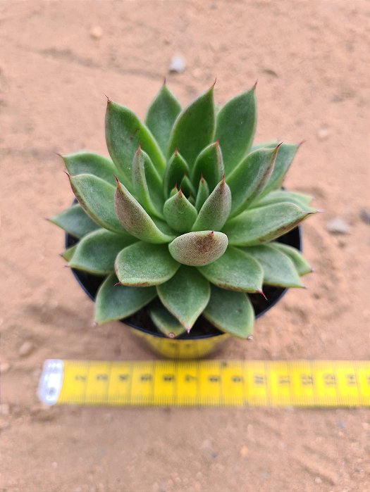 Echeveria Daphine