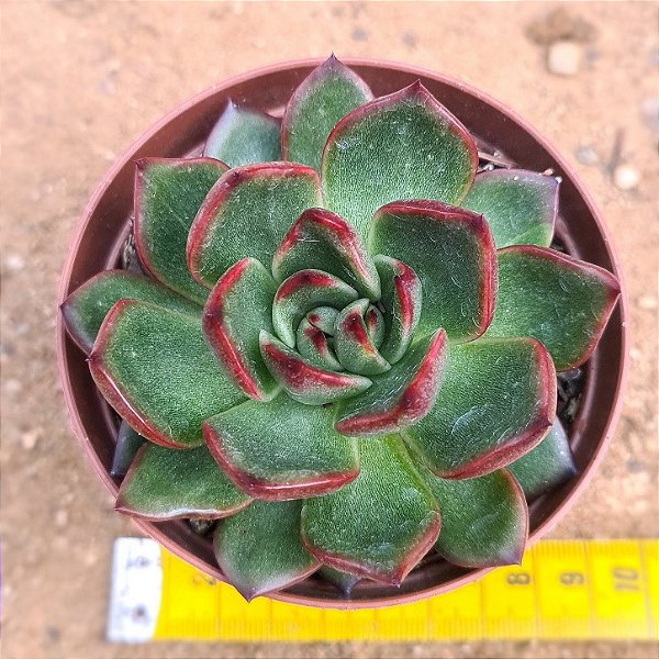 Echeveria Frank reinelt