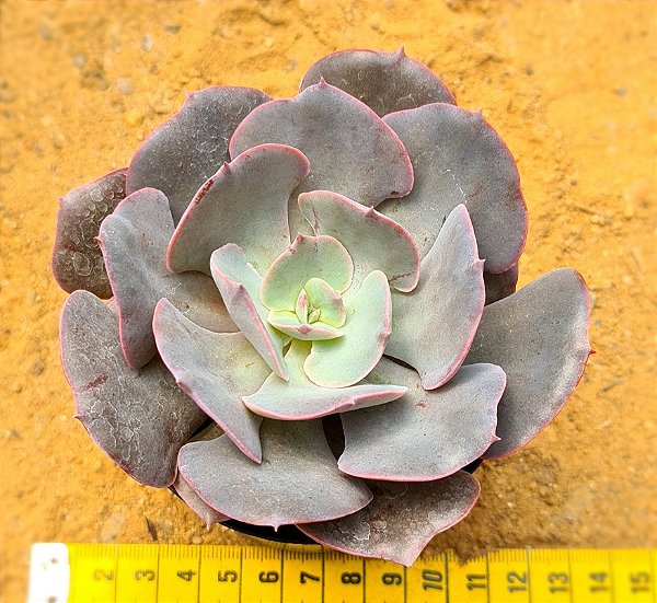 Echeveria Gandiva