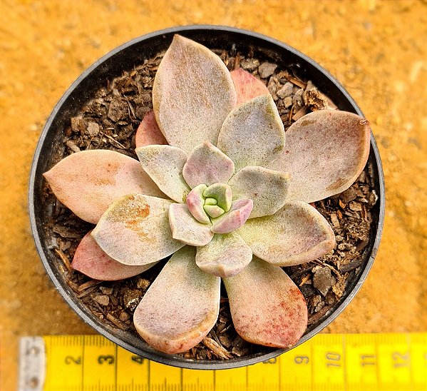 Echeveria Ness