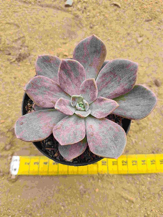 Echeveria Ness