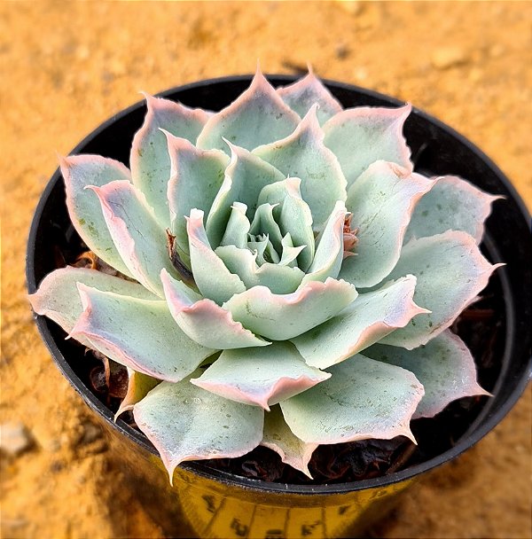 Echeveria Ocean rain