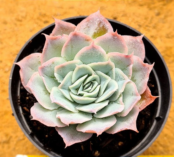 Echeveria Ocean rain