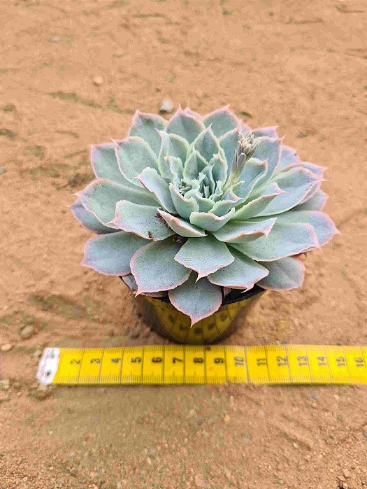 Echeveria Ocean rain