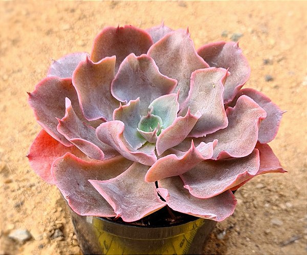 Echeveria Painted purple
