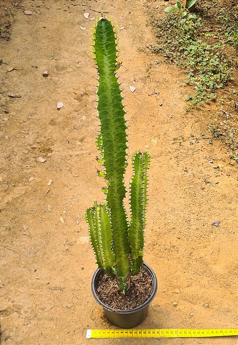 Euphorbia trigona