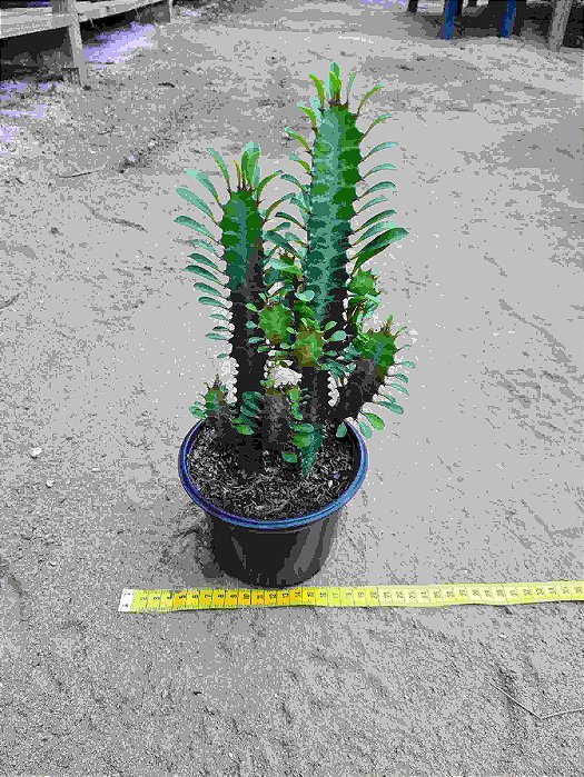 Euphorbia trigona