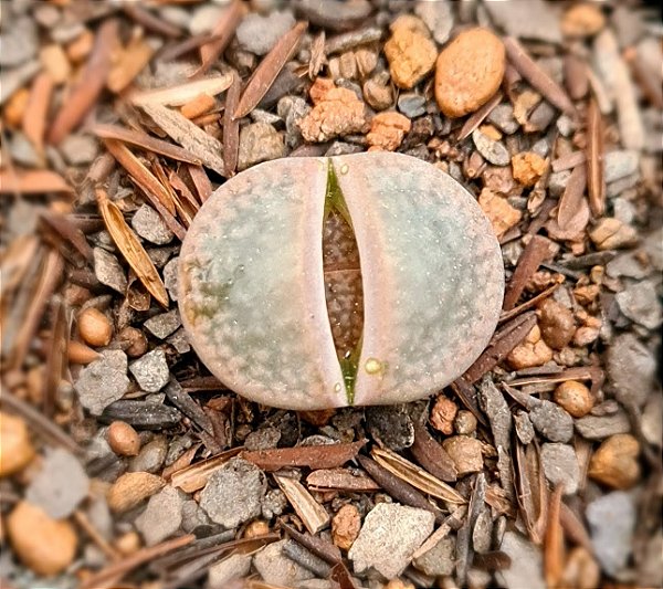 Lithops spp