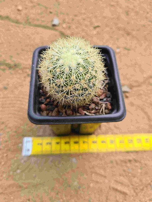 Mammillaria micheana