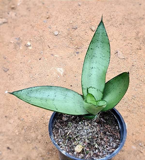 Sansevieria silver hahnii