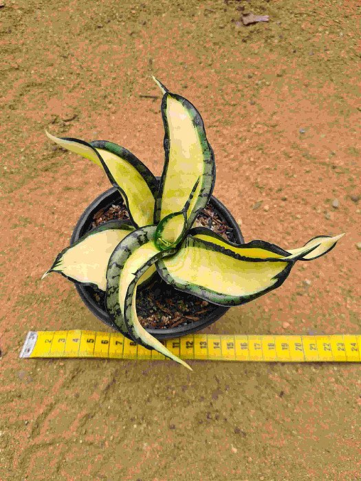 Sansevieria trifasciata twisted