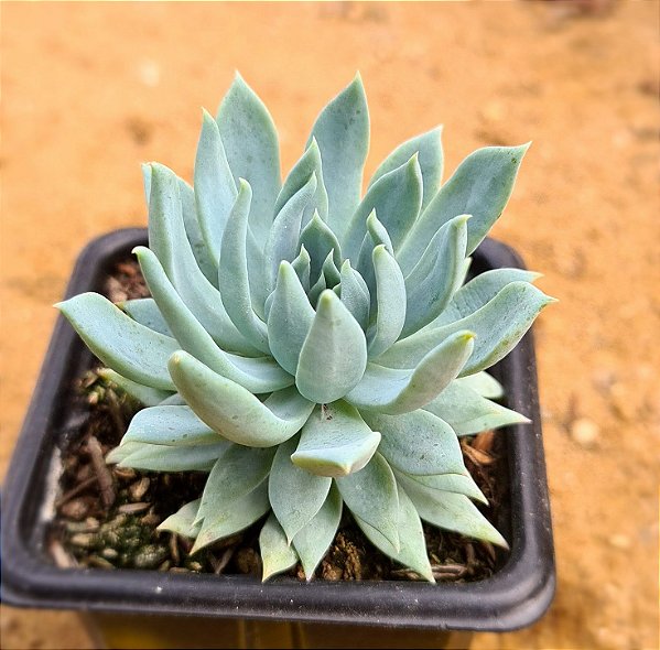 Sedeveria fanfare